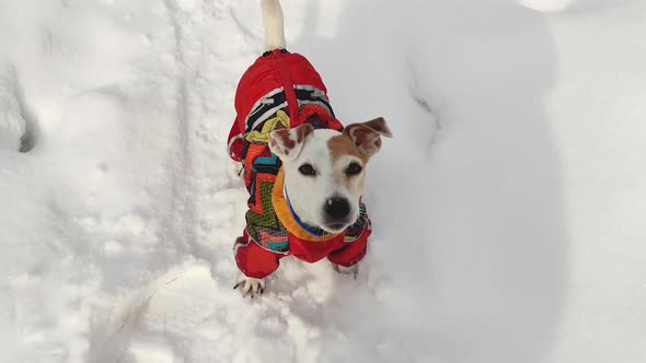 Cheerful dog Jack Russell in overalls runs in the snow in winter