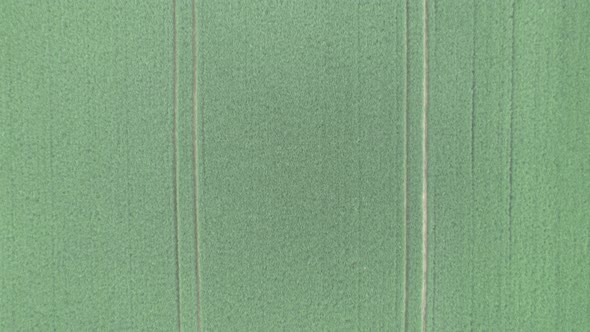 Top Down Aerial Shot of Tractor Tire Tracks on a Wheat Field in a Countryside