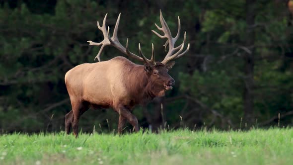 Huge Bull Elk Video Clip in 4k
