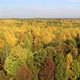 Aerial View at Autumn Mixed Forest at Day - VideoHive Item for Sale