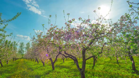 Blossoming Apple Orchard
