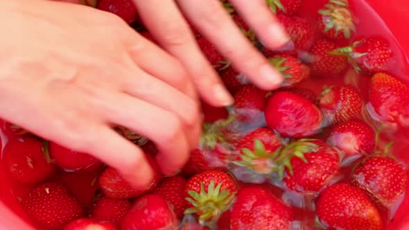 Washing Strawberries While Holding It in Hands alt