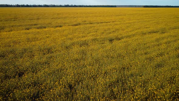 Big rapeseed field in bloom in the evening