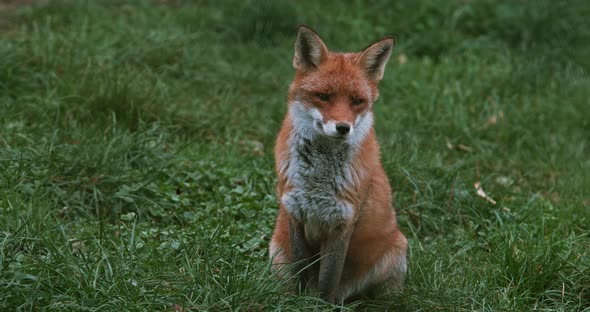 Red Fox, vulpes vulpes, Adult standing on Grass, Normandy, Real Time 4K
