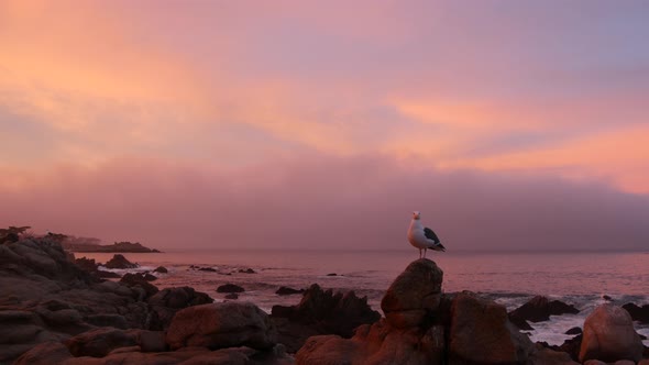 Rocky Craggy Ocean Beach Monterey Pink Sunset Sky California Coast