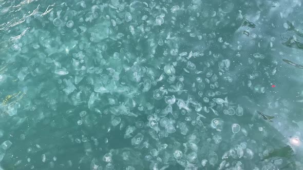 Jellyfishes in Dirty Sea