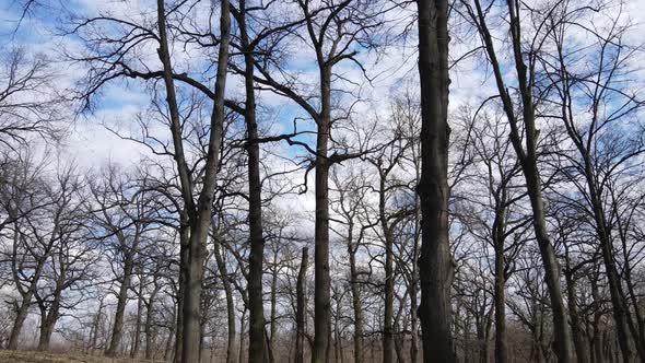 Forest with Trees Without Leaves During the Day alt