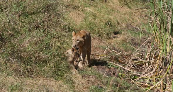 African Lion, panthera leo, Group in Savannah, Nairobi Park in Kenya, Real Time 4K alt