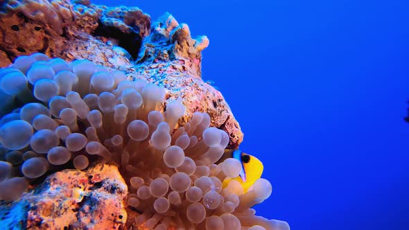 Anemone Clown Fish alt