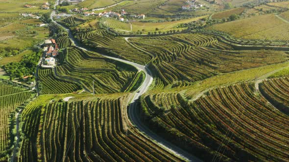 Summer Landscape with Vineyard Plantations of Peso Da Regua Vila Real Portugal alt