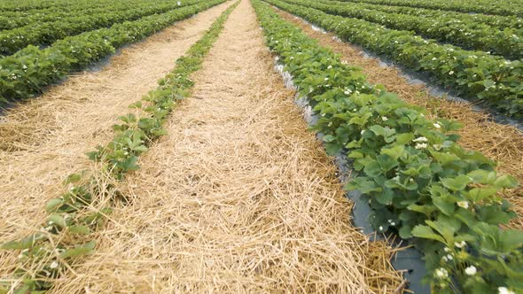 Aerial View of Rows of Strawberries Plants in Bloom in the Farm Landscape alt