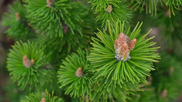 Young Spruce and Pine Regrowth Grew on Plot alt