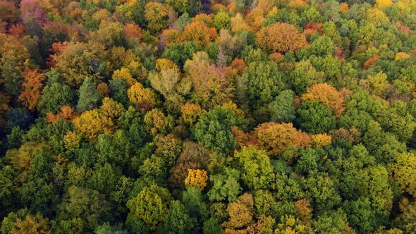 Colours reach autumn forrest park tree tops view from above  alt