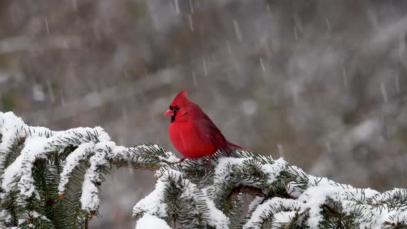 Northern Cardinal in Snow Video Clip in 4k