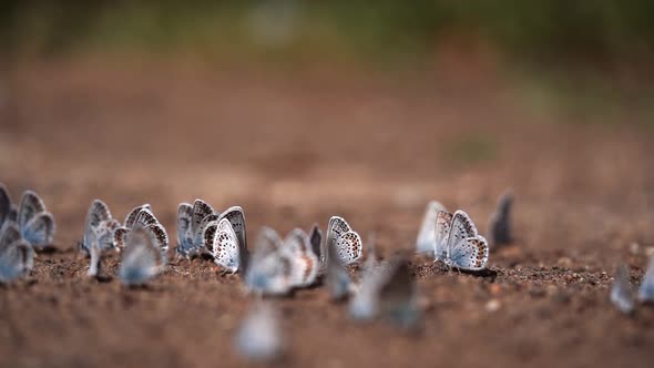 legs of a woman close-up and many butterflies flying around alt