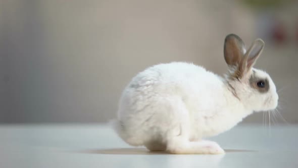 Cute Fluffy Rabbit Moving on Table, Domesticated Animal, Ecology Care, Pet alt