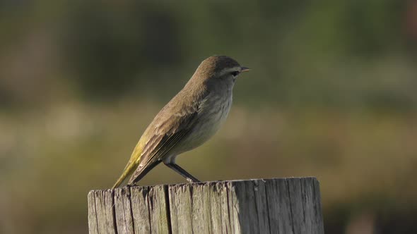  Warbling Vireo Perched on wooden post