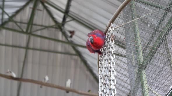 Hand feeding female eclectus parrot, friendly vivid red bird in aviary alt