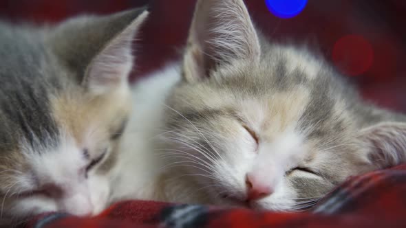 Gray Striped Kittens Sleeping