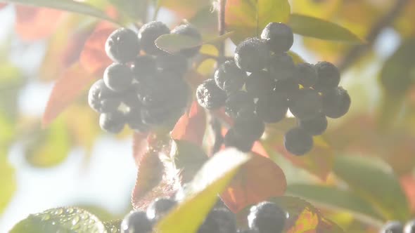 Rain and Berries alt