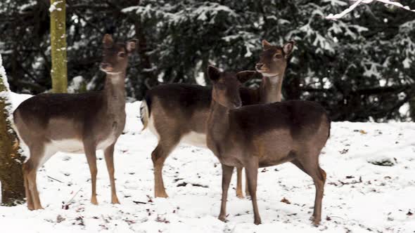 Fallow deer does hopping away in snow,winter forest,Czechia. alt