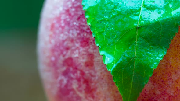 Peach With Green Leaf