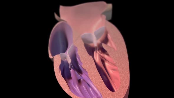 Filling the chamber of the heart with oxygen