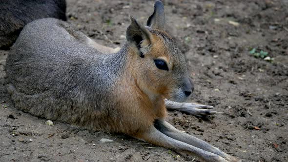 Patagonian Mara Rabbit Animal resting on soil in nature during sunlight,close up (Dolichotis Patagon alt