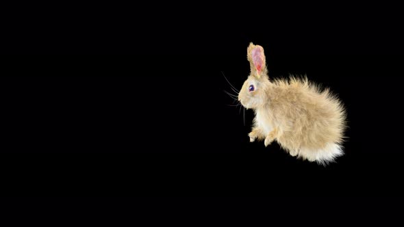 63 Rabbit Sword And Shield Attack 4K alt