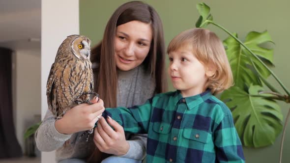 Child Longeared Owl Unusual Pet Exotic
