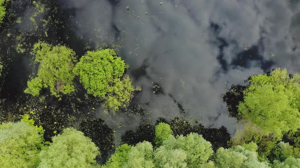 4K Aerial View Of Young Trees Growing In Water. spring flood, Waters In Spring Season