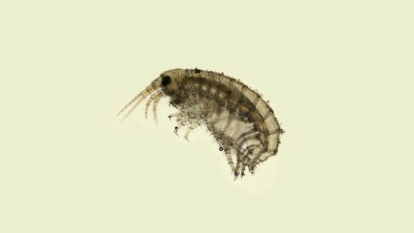 Young Gammaroidea under a microscope, Amphipoda Order alt