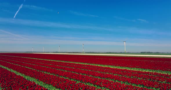Field of Red and White tulips under spinning windmills and blue sky in northern Holland. alt