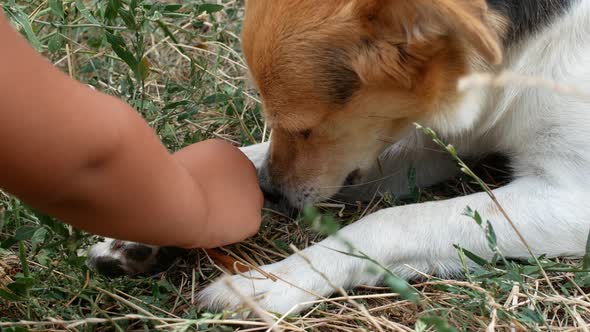 A small child is playing with a dog on the lawn. The child strokes the dog on the head. Close-up.