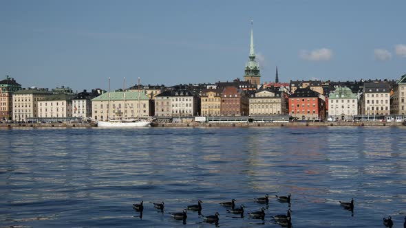 Canada Geese with sodermalm at the background in Stockholm Sweden alt