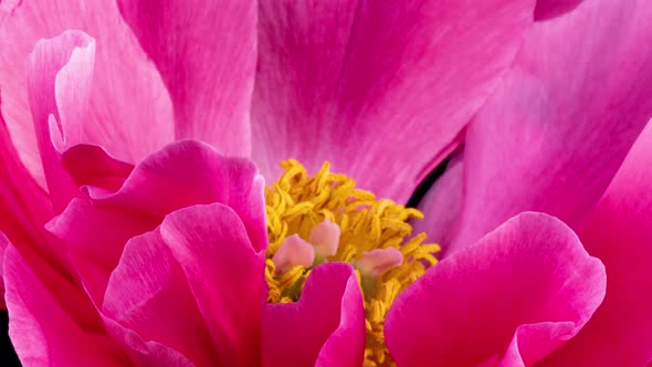 Beautiful Pink Peony Background alt
