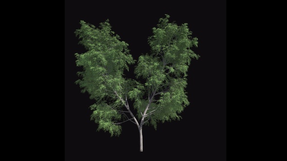 Tree Animation V5