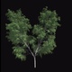 Tree Animation V5 - VideoHive Item for Sale