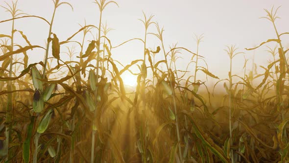 Corn Field Sunset