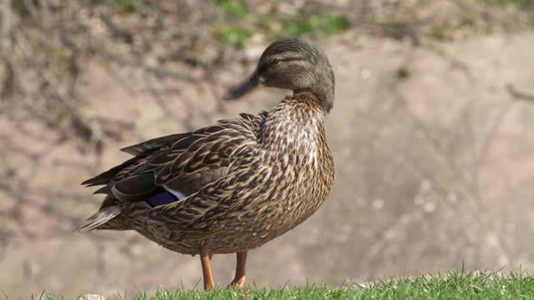 Female mallard duck (anas platyrhynchos) cleans its feathers