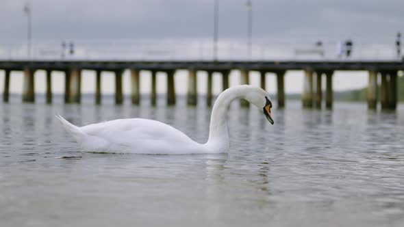 Sea Swan
