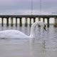 Sea Swan - VideoHive Item for Sale