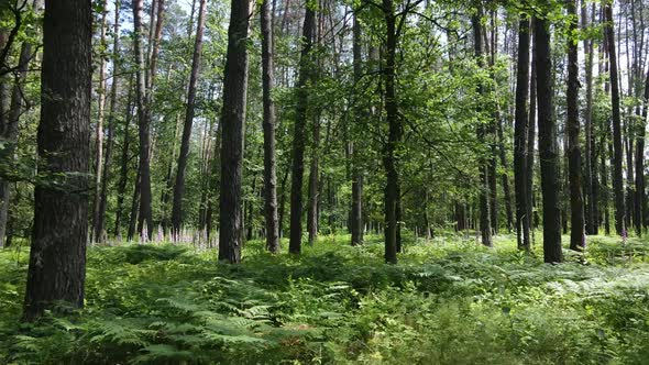 Trees in the Forest By Summer Day alt