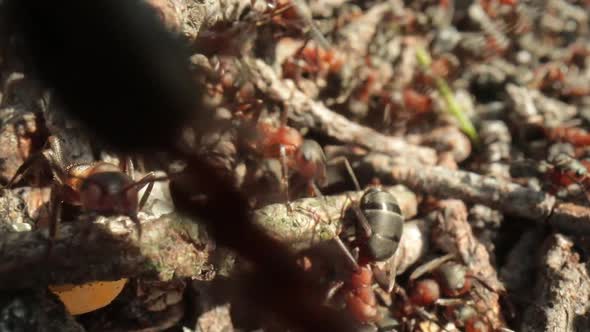Wild Ant Hill in the Forest Super Macro Closeup Shot alt