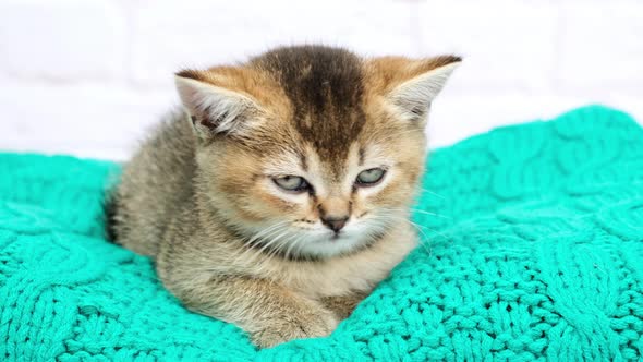 cute kitten Scottish golden chinchilla straight breed