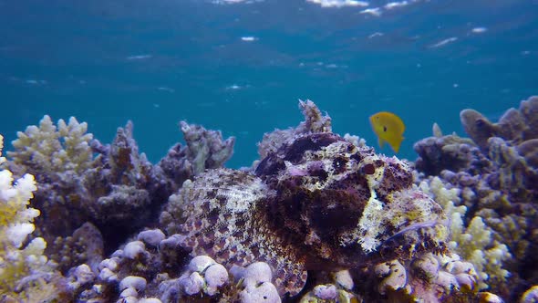 Colorful Scorpionfish. alt
