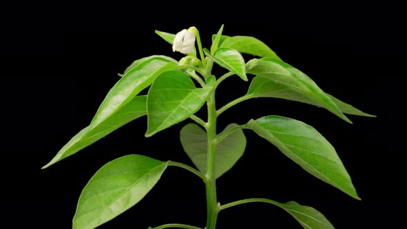 Time Lapse of Growth and Blooming Sweet Bell Pepper Plant alt