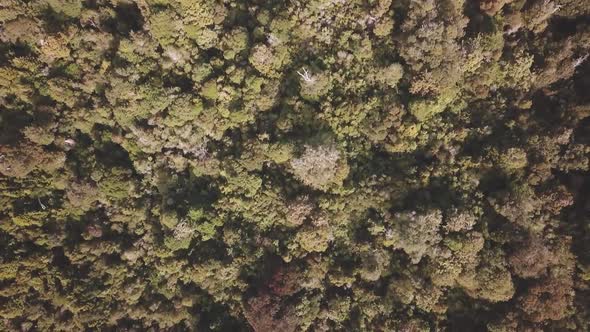 Aerial view of rainforest