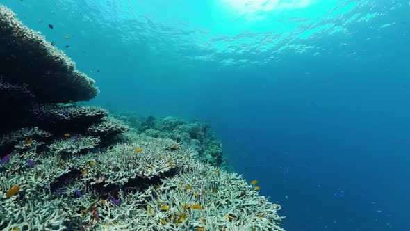 Coral Reef and Tropical Fish. Panglao, Philippines. alt
