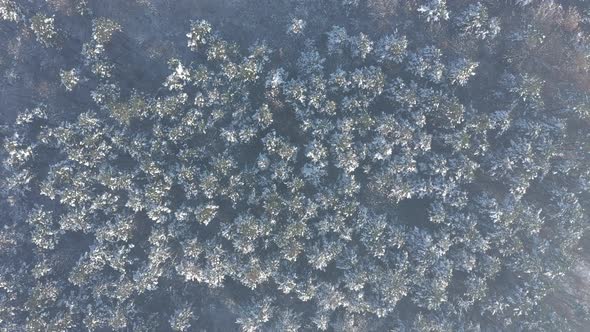 Above evergreen forest by winter 4K aerial video alt